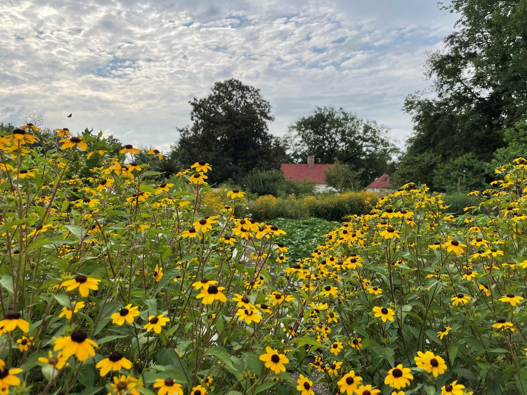 rudbeckia-triloba-03